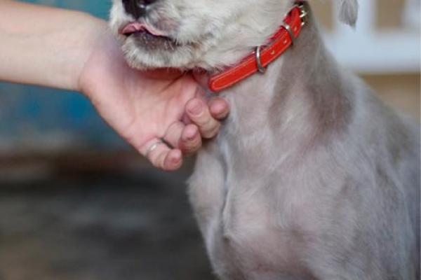 真命天使是什么动物?揭开神秘面纱的奇幻旅程 真命天使是什么动物?揭开神秘面纱的奇幻旅程