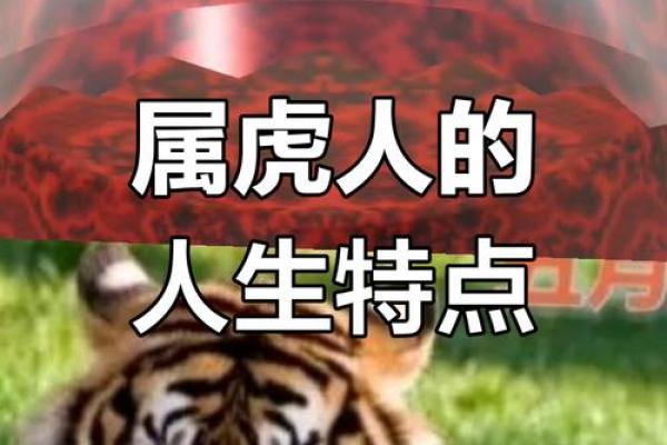 2010年属虎的命运解析：揭示你的性格与未来的趋势