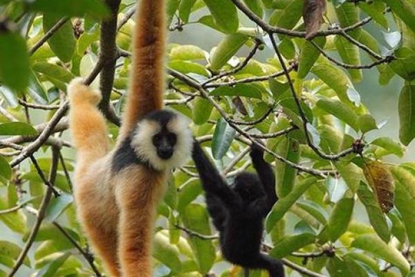 在绝境中重生的勇敢:黑豹一命换一命的深刻启示 在绝境中重生的勇敢:黑豹一命换一命的深刻启示