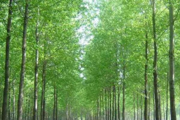 杨柳木命最旺的行业:探寻其富贵之路 杨柳木命最旺的行业:探寻其富贵之路