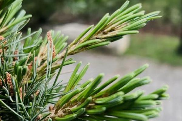 金蛇命与绿植的完美搭配:提升运势的秘钥 金蛇命与绿植的完美搭配:提升运势的秘钥