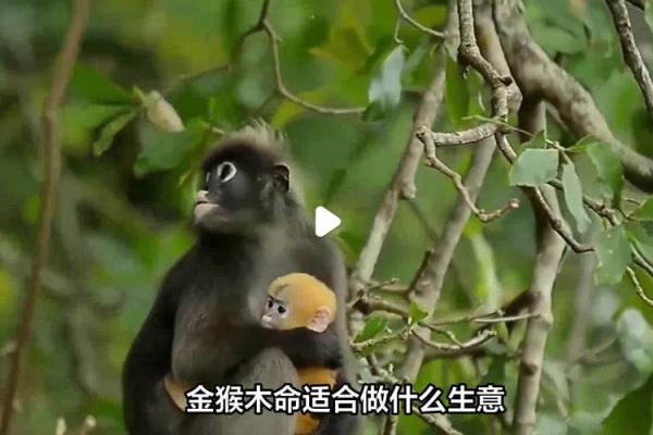 1980年金猴命:缺少什么?命理解析与改善建议 1980年金猴命:缺少什么?命理解析与改善建议