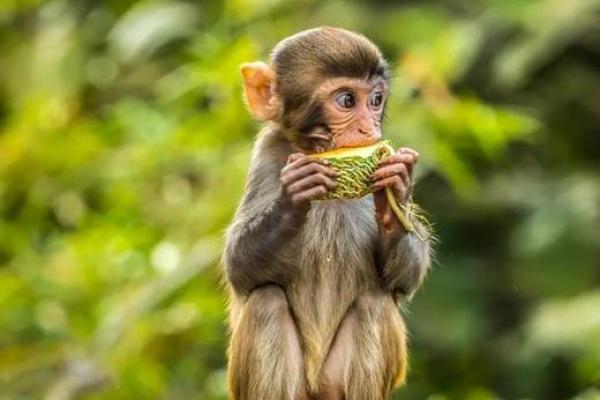 2019年猪年出生的人命运分析:聪明、机智与未来方向 2019年猪年出生的人命运分析:聪明、机智与未来方向