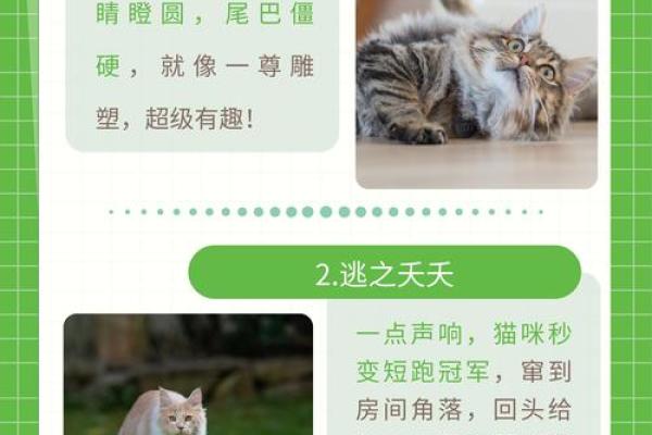 在猫咪的世界里，探索它们所代表的命格与灵性奥秘