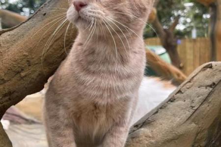 在猫咪的世界里，探索它们所代表的命格与灵性奥秘