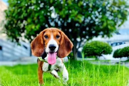 狗有七条命，究竟是怎样的命运？探寻狗狗的情感世界与生存智慧