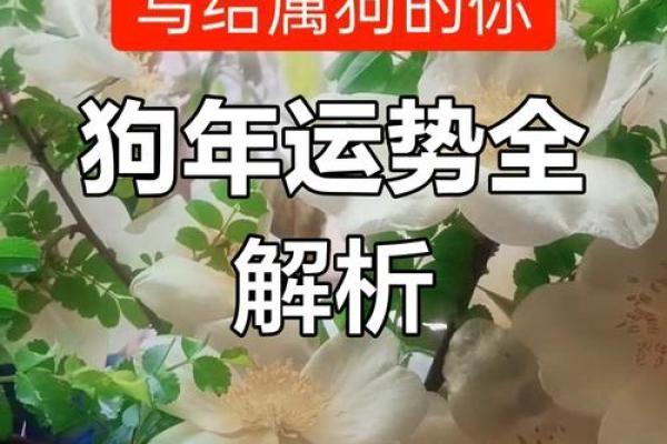 2018年属狗人的命运解析：事业爱情与健康全方位剖析