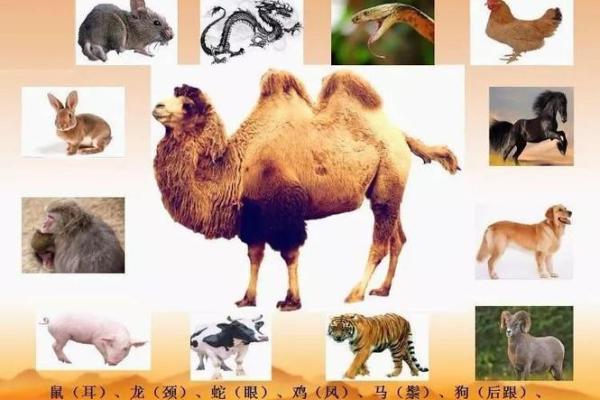 揭秘：养命之源，究竟哪个生肖最优越？