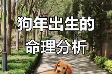 2018狗年命格分析及狗年的性格与运势探讨