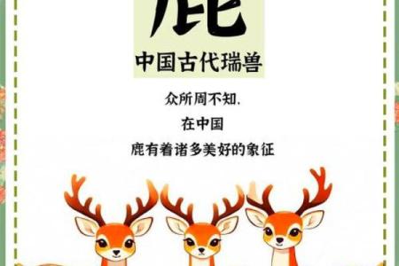 较量妾命：揭秘传统文化中的动物象征与意义