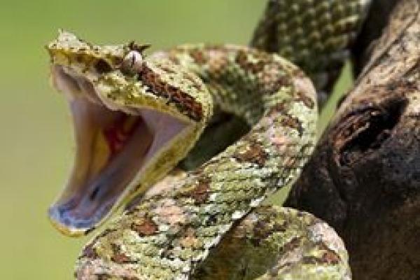 探索2001年的属蛇命运：智慧与灵性之旅