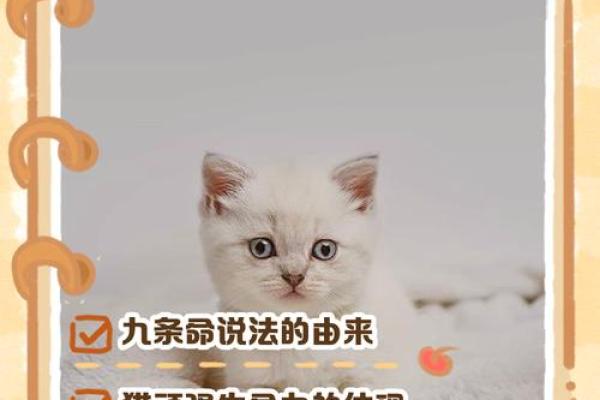 揭秘“九条命”的生肖是谁？带你了解猫咪的奥秘！
