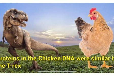 1993年出生的鸡命运解析：揭示你生命中的秘密和机会！