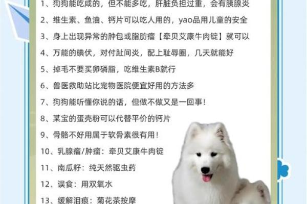 金命家庭适合养什么宠物？揭秘金命人的宠物选择