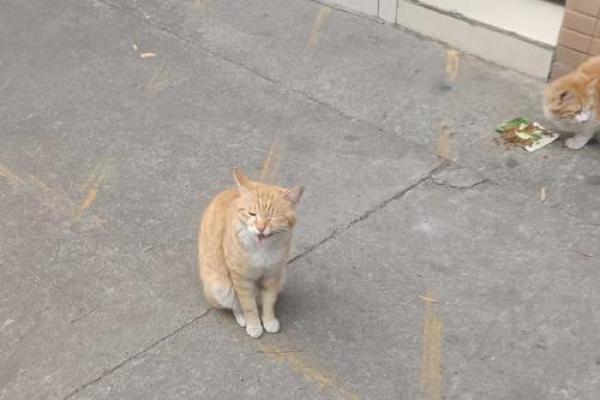 火命虎与颜色的绝妙搭配：助你更上一层楼！