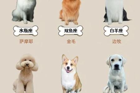 金命家庭适合养什么宠物？揭秘金命人的宠物选择