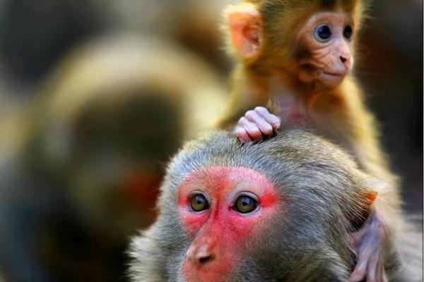 猴年出生的人命运解析：56年轮回与个性特点