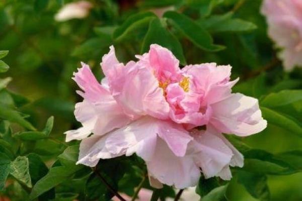 金命人如何选择最佳时段，助你事业腾飞！