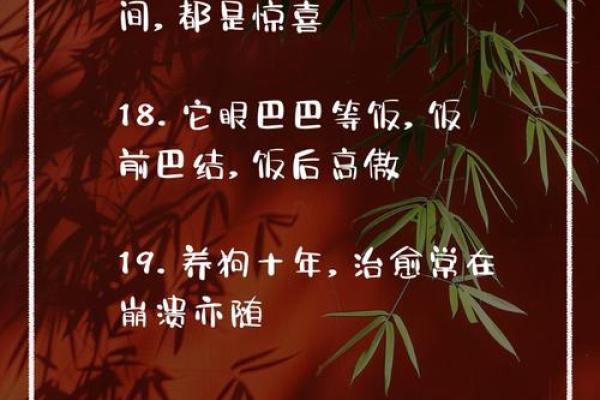 2018年狗年命运解析：与忠诚相伴的生活智慧