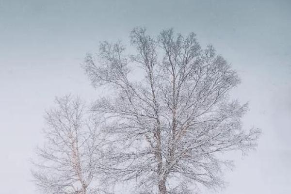 探秘冬月与腊月出生命运：揭示生命中的寒冰智慧与温暖希望