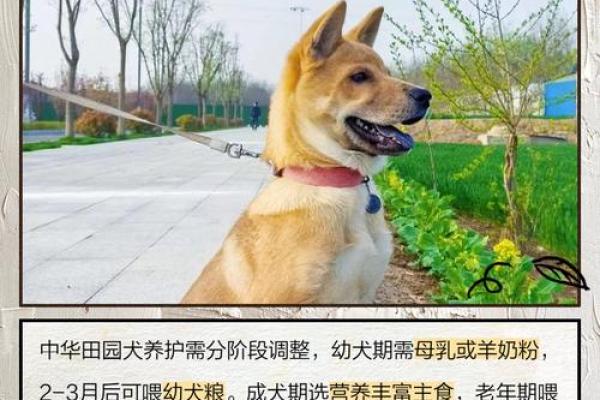 探讨：什么土狗最有福命？解密好运之犬的秘密！