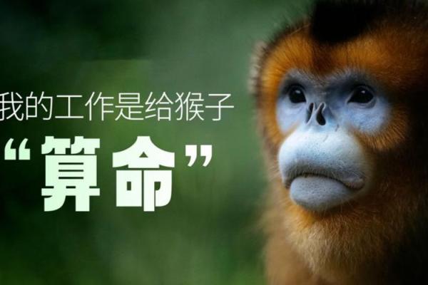 探秘猴子农历二月命理：信念与机遇的交汇