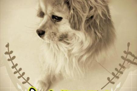 探讨：什么土狗最有福命？解密好运之犬的秘密！