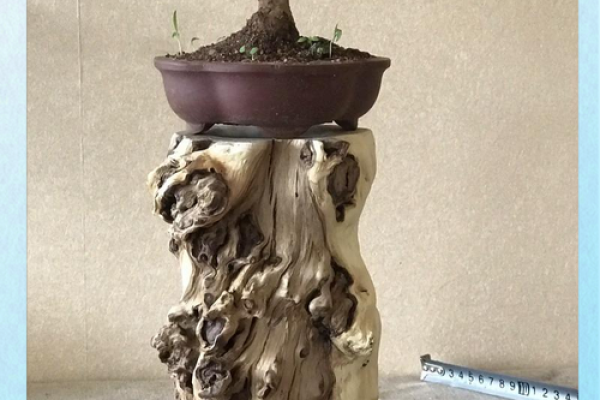 探秘石榴木命：她的爱好与缺失，你了解多少？