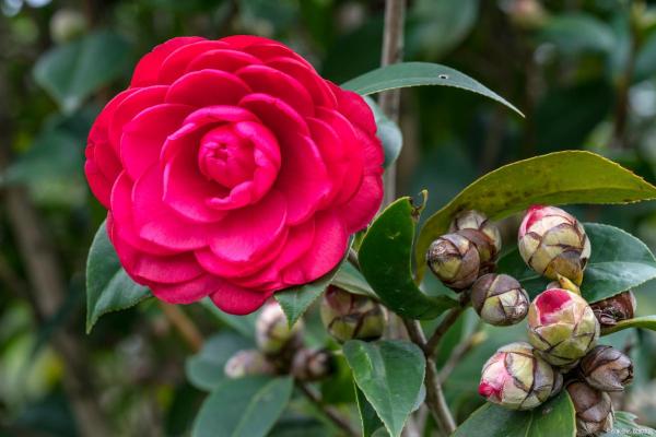 金命之人应选择的植物与忌讳, 让生命更加绚烂！