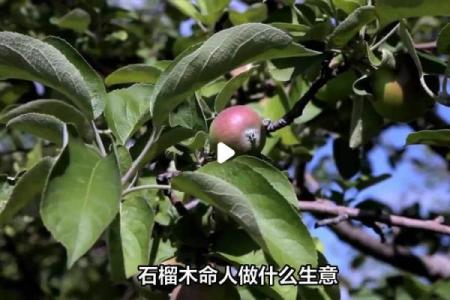 探秘石榴木命：她的爱好与缺失，你了解多少？