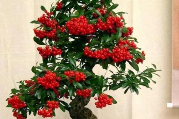 火命人适合种植的果树，助你一生桃李满园！