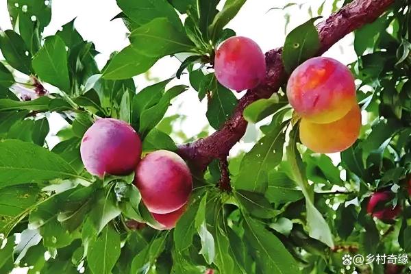 火命人适合种植的果树，助你一生桃李满园！