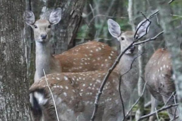 2974年虎年命运解析：揭秘生肖虎的神秘之旅