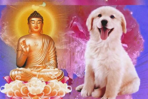 1994年属狗者的命运解析：如何把握人生的每个机遇