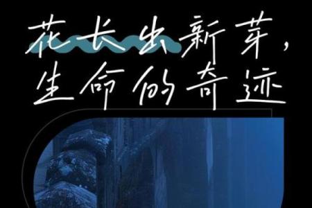 命小压不住，逆境中绽放生命的奇迹