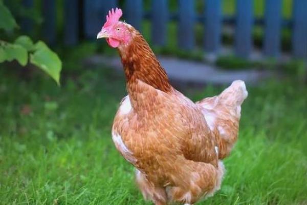 2005年属鸡的人特点与生活智慧探讨