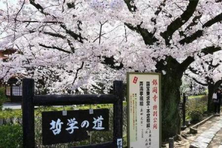 姑娘为何被称为“菜子命”？探寻背后的深意与生活哲学