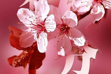 探索淞花命：命理视角下的新篇章与新启示