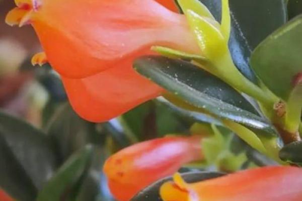 命里缺金的水命人适合养哪些花卉？一探究竟！