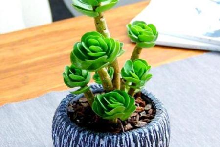 命里缺金的水命人适合养哪些花卉？一探究竟！