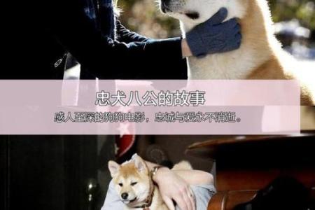 以命换命的命运交织——重温经典电影《忠犬八公的故事》