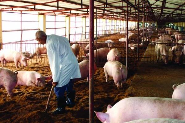 1983年出生的猪命人：好运与挑战的交织之旅