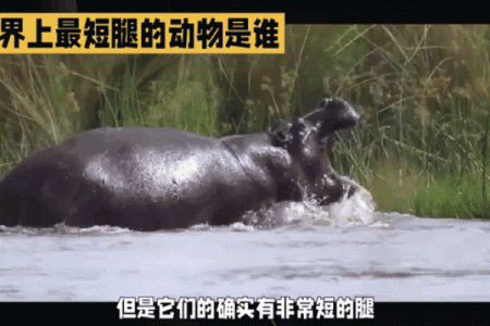 命短动物中的忍让者：为何牺牲不讨好？