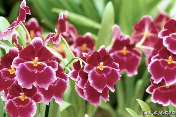 富婆命属什么生肖更具财运与幸福感？你知道吗？