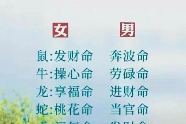 探索“宝贵命”的生肖寓意：智慧与幸福的象征