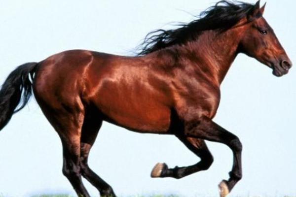 1978年出生的马在命理学上的象征与特征