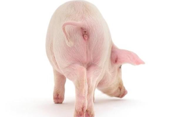 2007年猪年命，生肖猪的幸运与智慧之旅