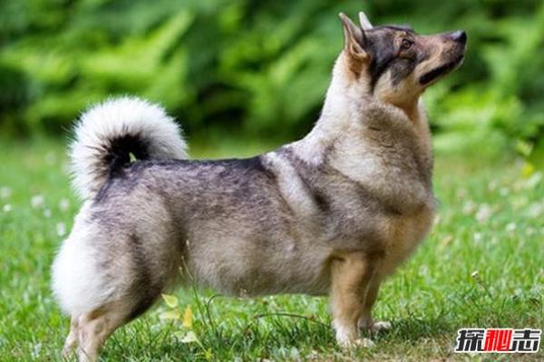 无畏的守护者：揭开一命救六命的神秘动物面纱