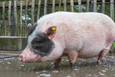 2007年猪年命，生肖猪的幸运与智慧之旅