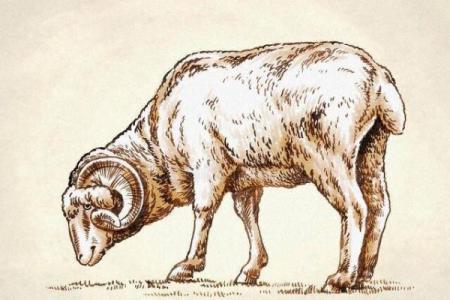 探索长命动物：从生肖看长寿的秘密与哲学